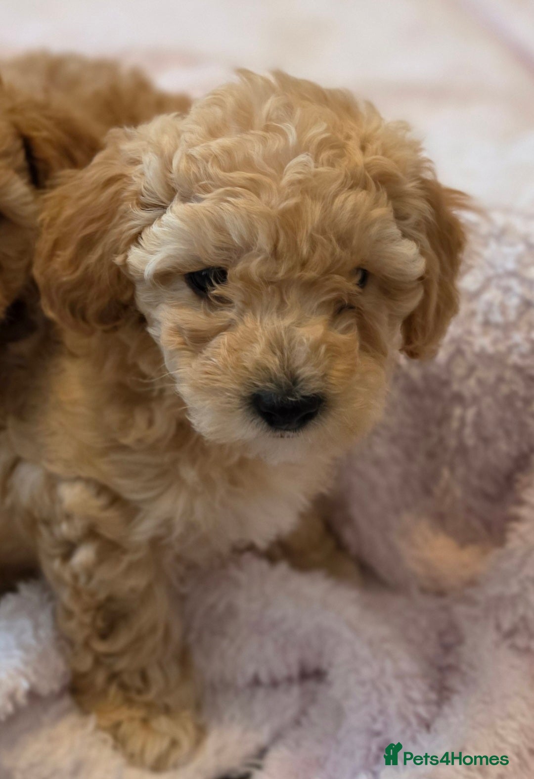 Maltipoo dogs 🐶1 beautiful maltipoo girl left🐶 ready Thursday - Advert 5