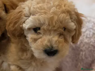 Maltipoo dogs 🐶1 beautiful maltipoo girl left🐶 ready Thursday - Advert 5