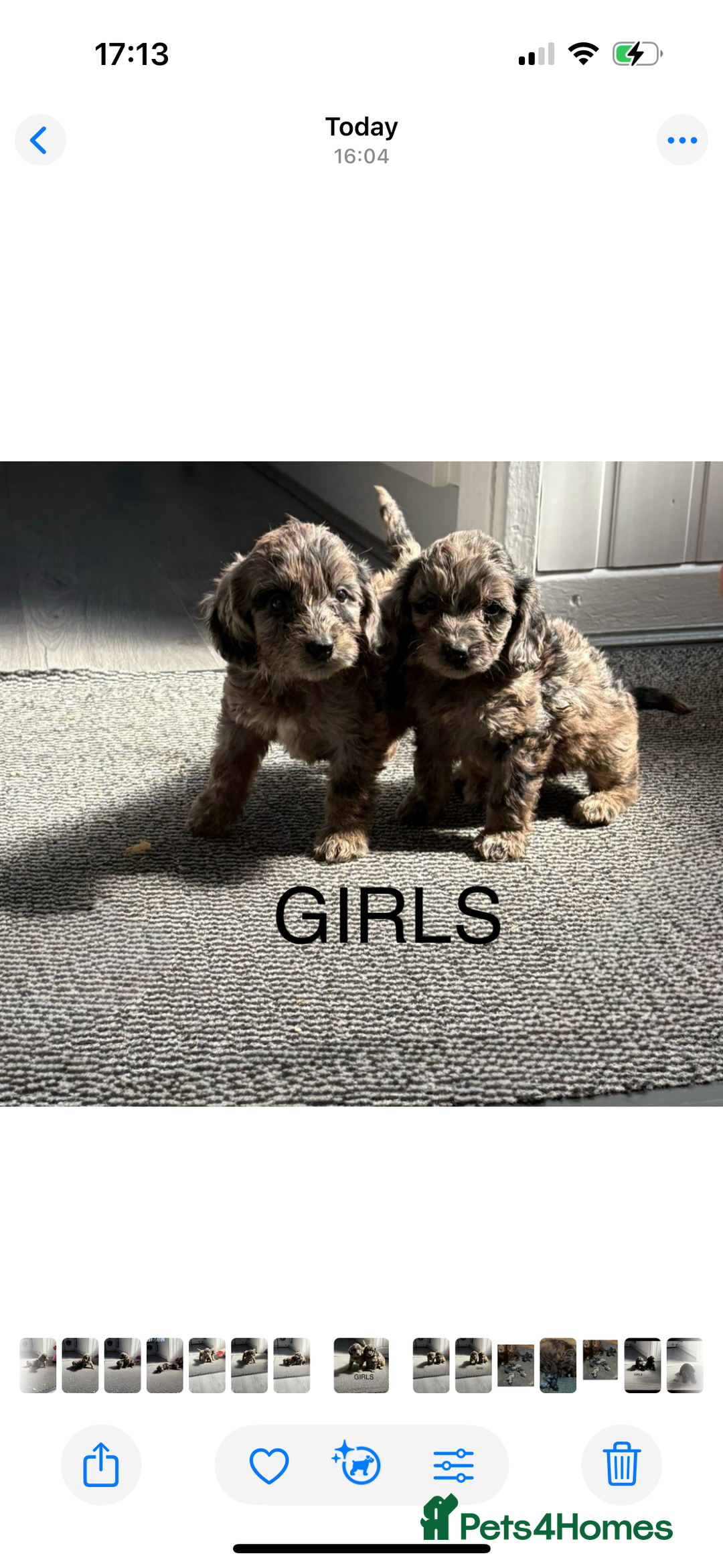 Cockapoo dogs for sale: Cockapoo puppies  - Image 3
