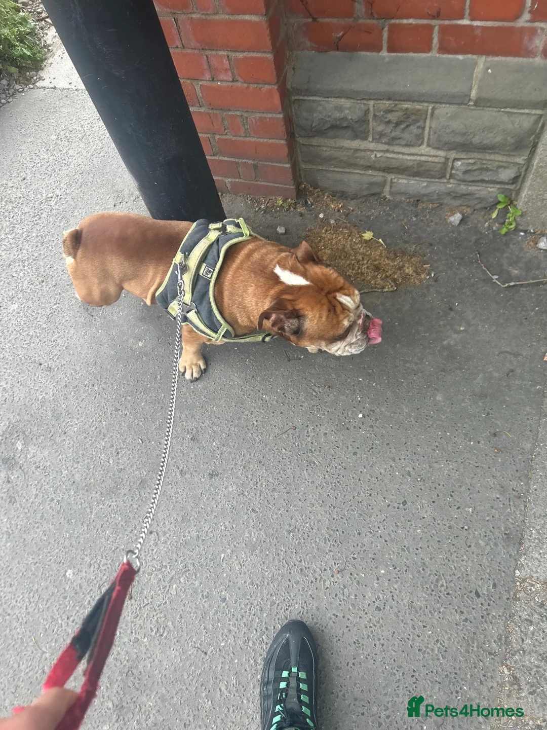 English Bulldog dogs for sale: Ronnie, 8 year old english bulldog in Bristol - Advert 7