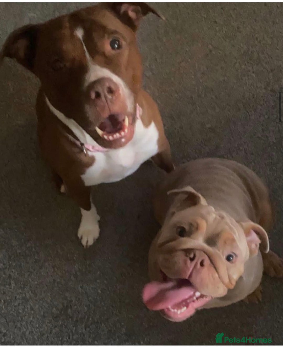 English Bulldog dogs for stud: English Bulldog (Stud) - Advert 11