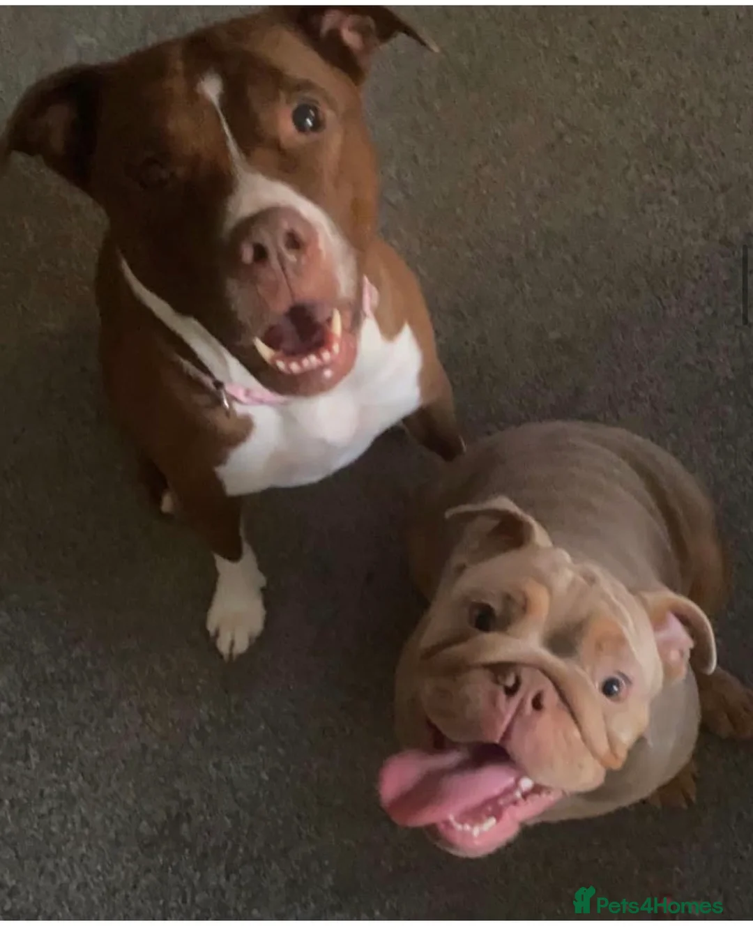 English Bulldog dogs for stud: English Bulldog (Stud) - Advert 11