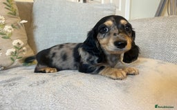 Miniature Dachshund dogs for sale: READY NOW Miniature long hair dachshund  - Image 19