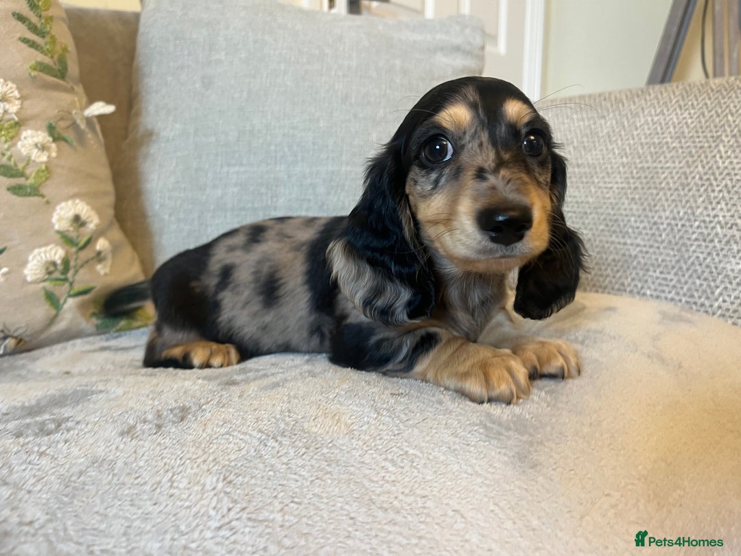 Miniature Dachshund dogs for sale: READY NOW Miniature long hair dachshund  - Image 19