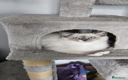 Ragdoll cats for sale: Last stunning ragdoll kitten available now - Image 11