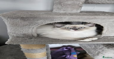 Ragdoll cats - Advert 4
