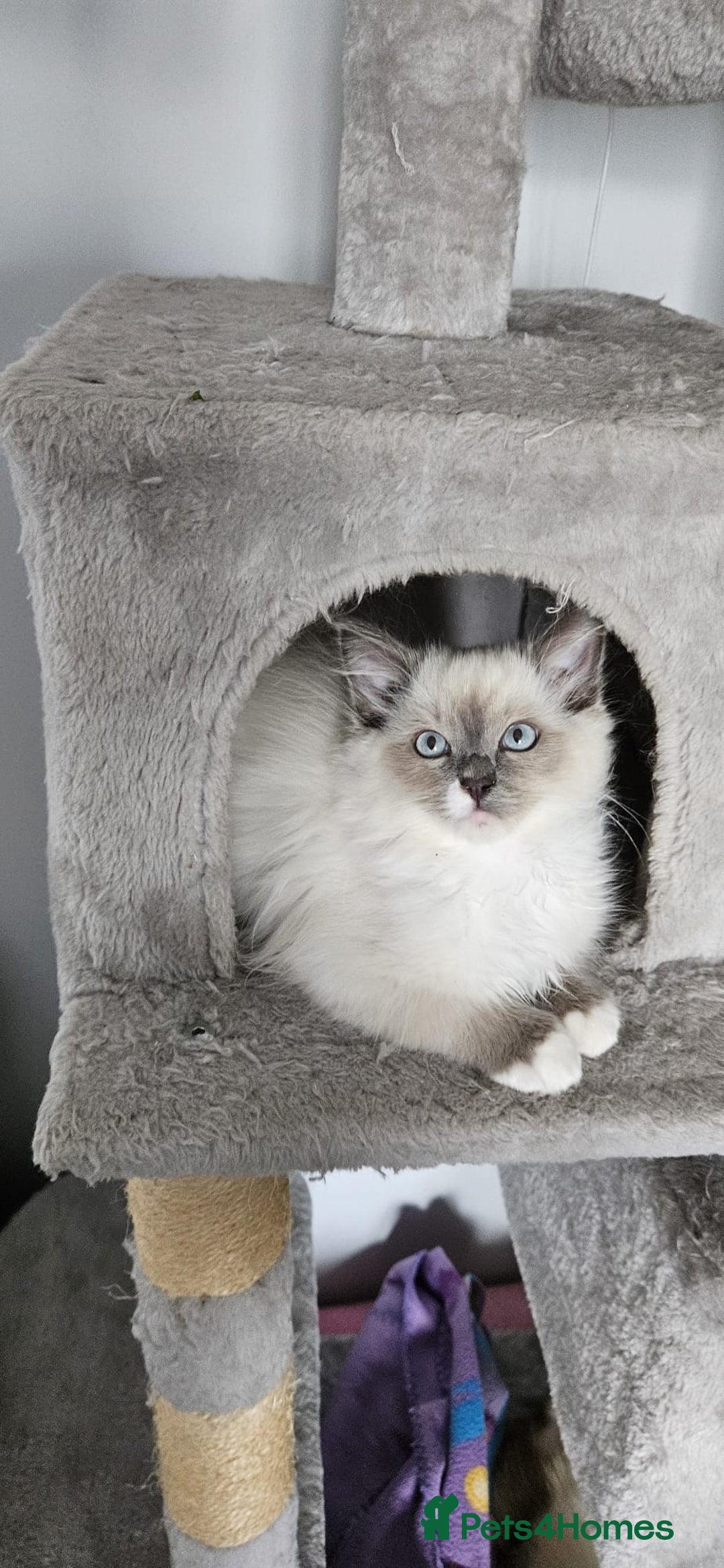 Ragdoll cats for sale: Last stunning ragdoll kitten available now - Image 11