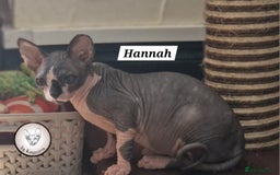 Sphynx cats for sale: ❤️ beautiful Canadian Sphynx ❤️ - Image 24