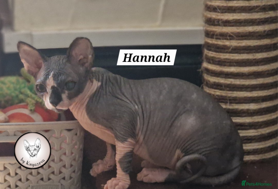 Sphynx cats for sale: ❤️ beautiful Canadian Sphynx ❤️ - Image 24