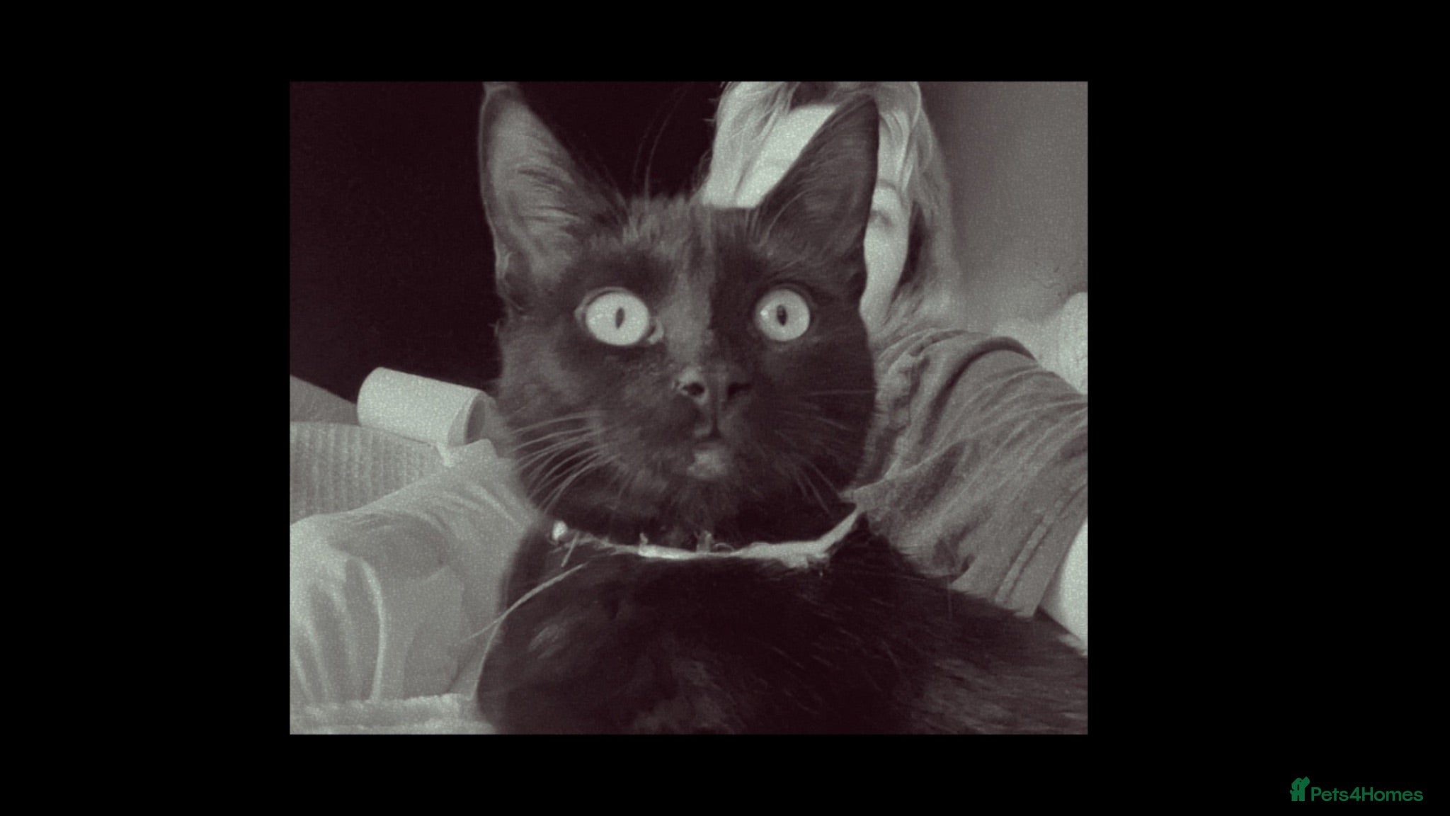 Mixed Breed cats 3 beautiful tortoiseshell girls available now - Advert 1