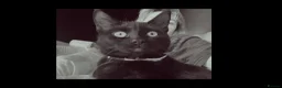 Mixed Breed cats for sale: 3 beautiful tortoiseshell girls available now in Wrexham - Advert 1