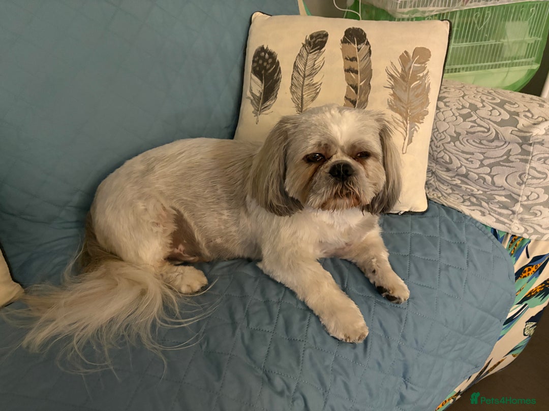 Shih Tzu dogs for stud: Buster - Advert 3