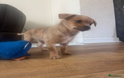 Chihuahua dogs for sale: 🩷 FAWN/ MERLE GIRL STILL AVAILABLE🩷 - Image 6
