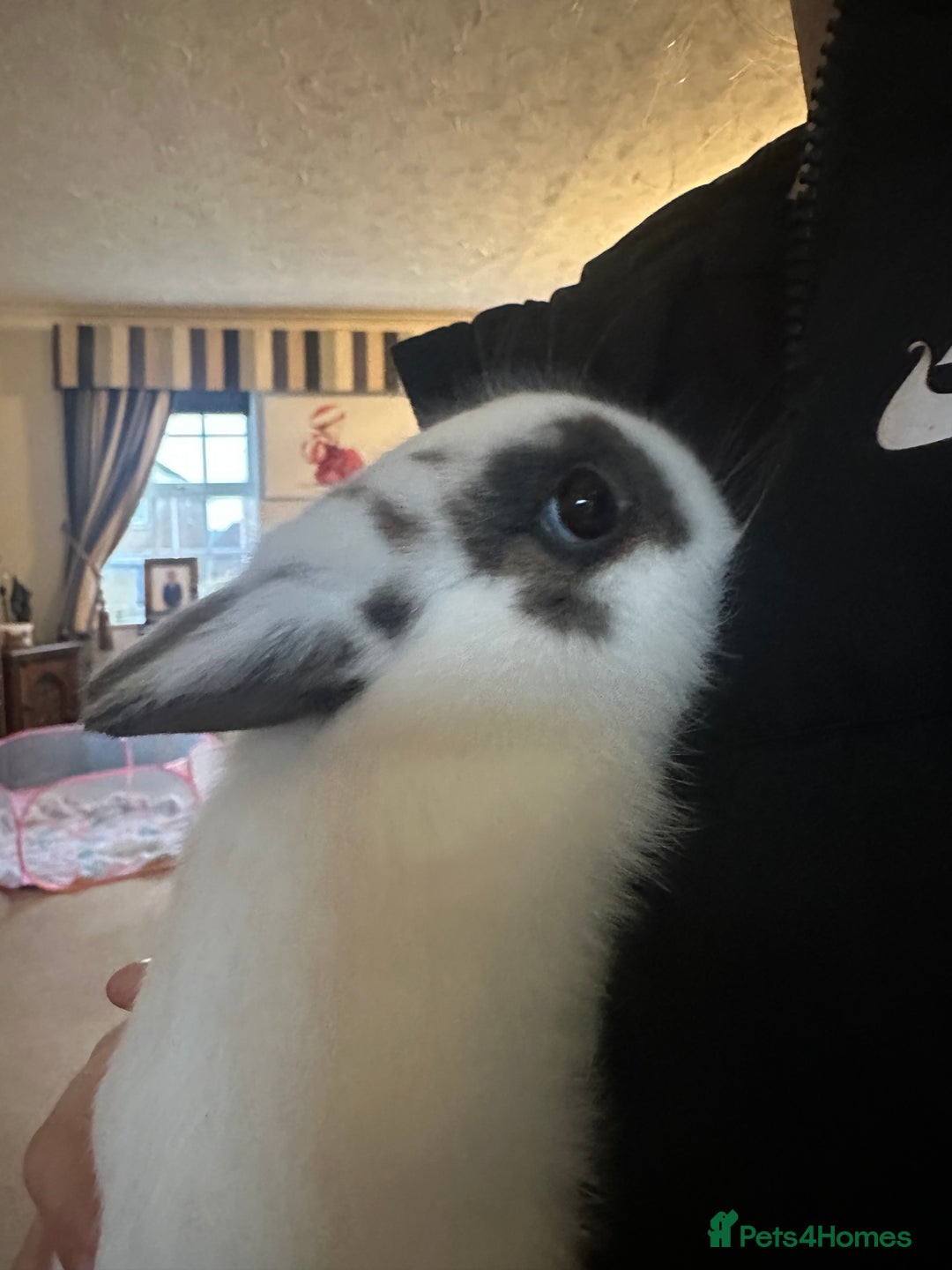 Netherland Dwarf rabbits for sale: Purebred Netherland Dwarf - Advert 2