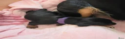 Jackshund dogs for sale: Dapple and black and tan Jackshund puppies - Advert 20