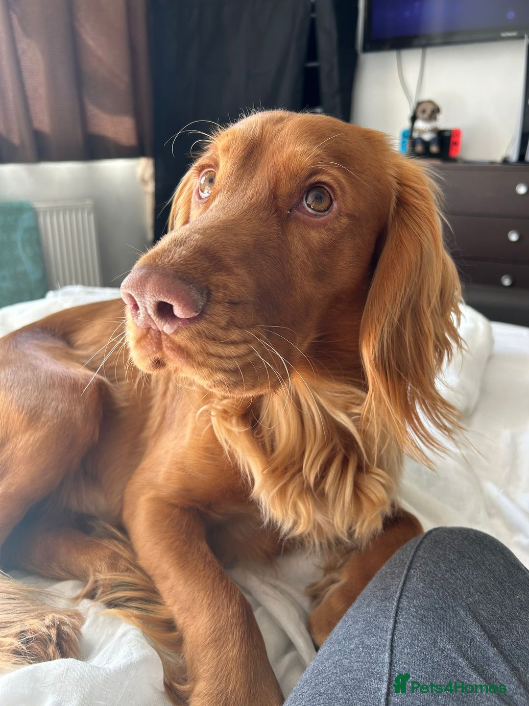 Cocker Spaniel dogs for stud: Red working cocker spaniel (champion bloodline)  - Advert 2