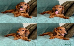 Dachshund dogs for sale: Fully ready to go LHDachshund Puppies  in Tamworth - Image 4