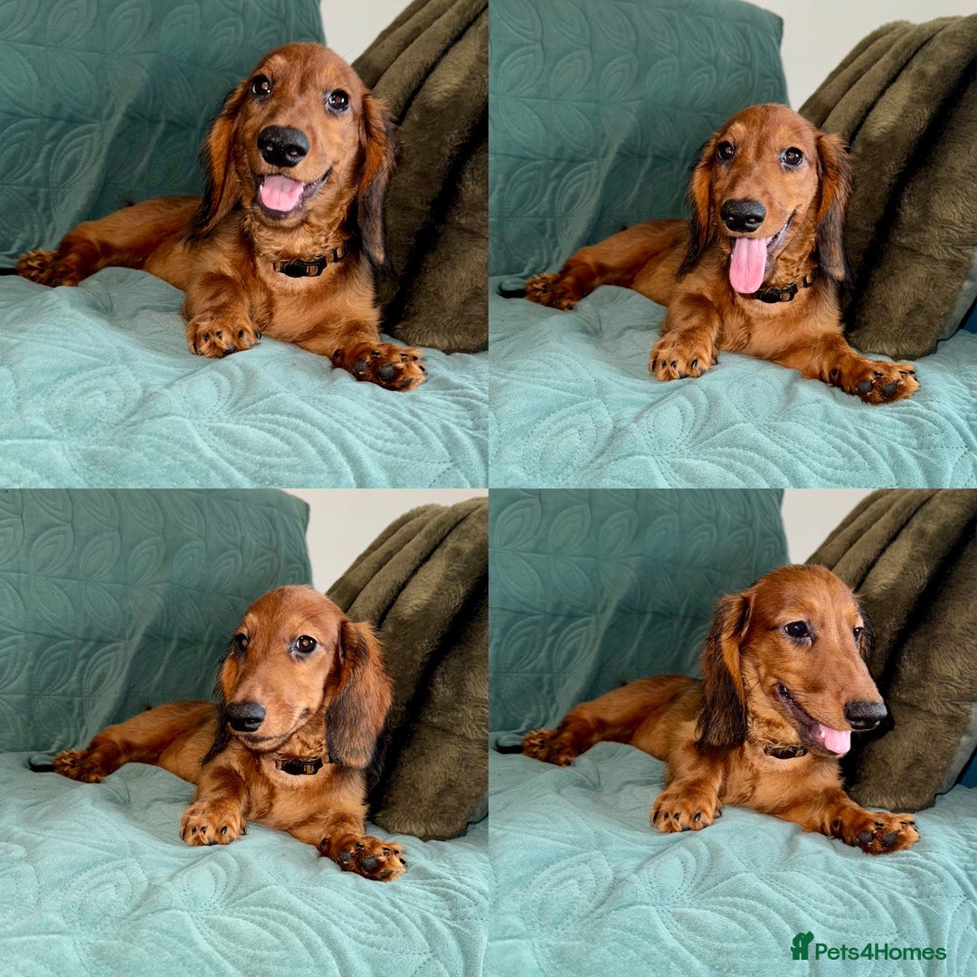 Dachshund dogs for sale: Fully ready to go LHDachshund Puppies  in Tamworth - Image 4