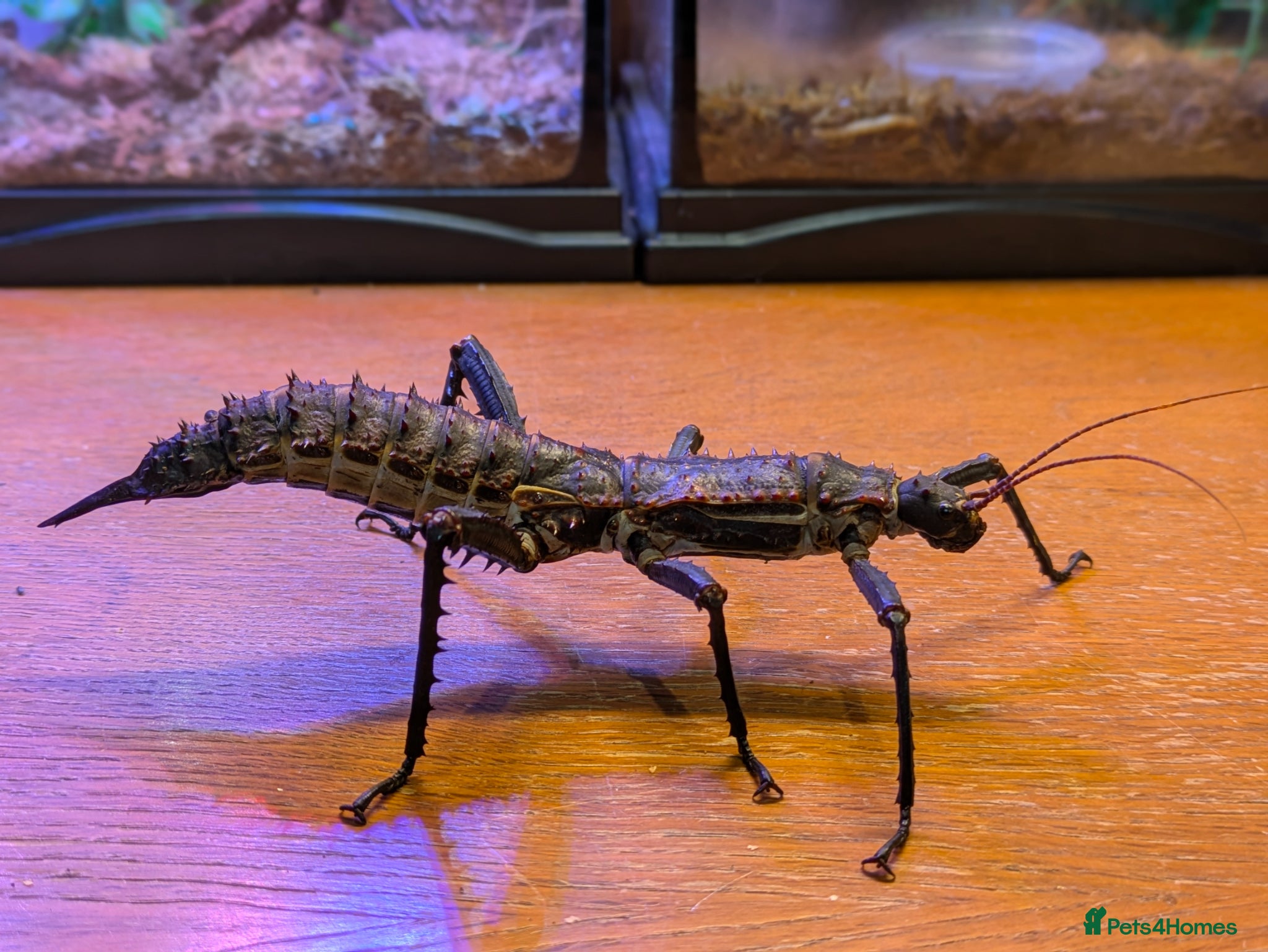 Stick Insects invertebrates Stick Insects - Eurycantha & Necroscia  - Advert 14