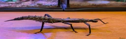 Stick Insects invertebrates for sale: Stick Insects - Eurycantha & Necroscia  - Advert 1