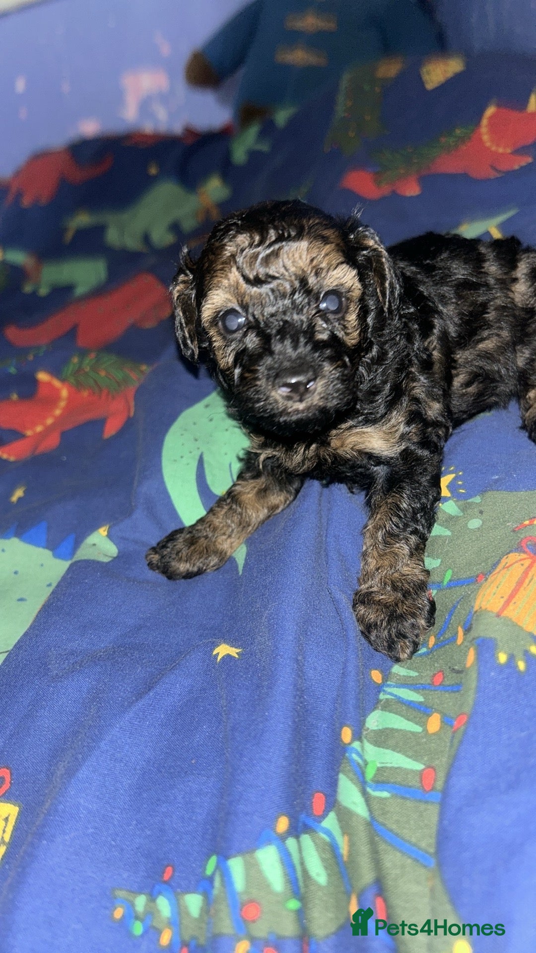 Poochon dogs for sale: Fb1 toy poochon  - Advert 1