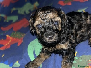 Poochon dogs Fb1 toy poochon - Advert 2