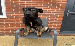 Mixed Breed dogs for sale: German shepherd/English mastiff  - Image 1