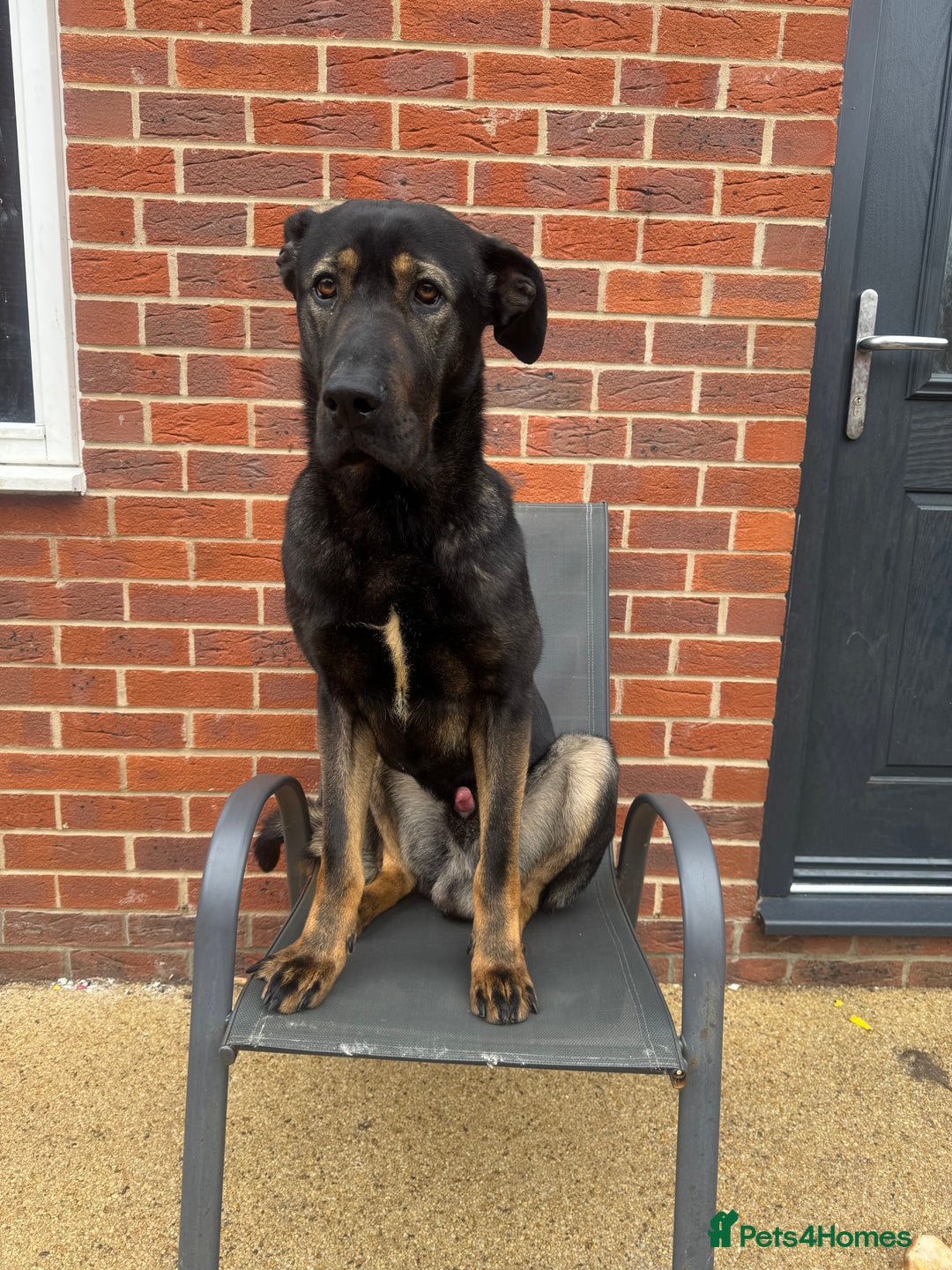 Mixed Breed dogs for sale: German shepherd/English mastiff  - Image 1