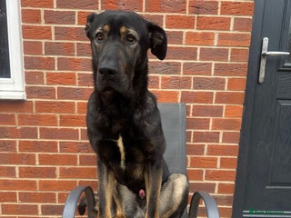 Mixed Breed dogs - Advert 1