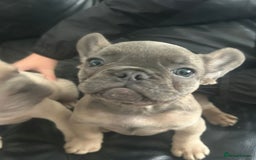French Bulldog dogs for sale: 2 beautiful French bulldogs  - Image 2