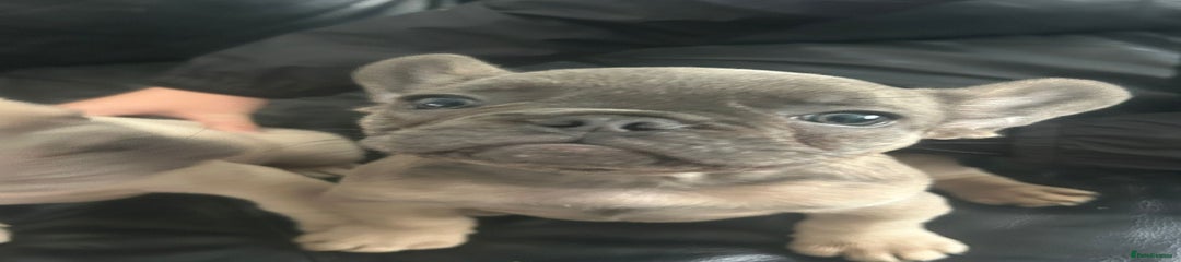 French Bulldog Puppy 2
