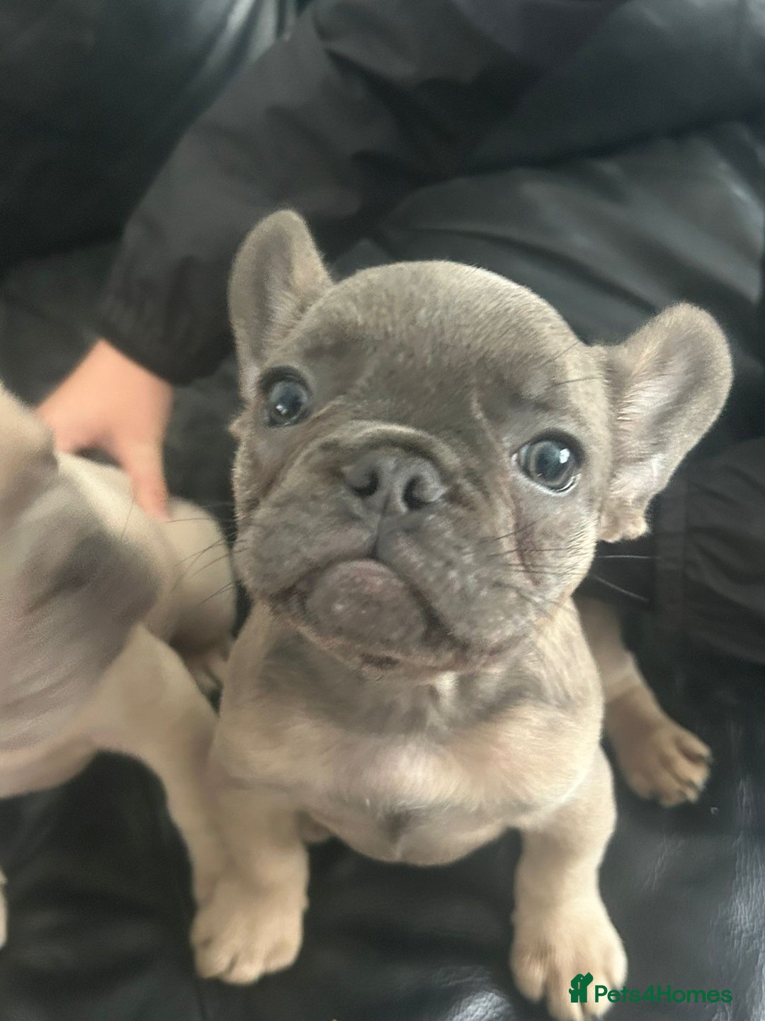 French Bulldog dogs for sale: 2 beautiful French bulldogs  - Image 2