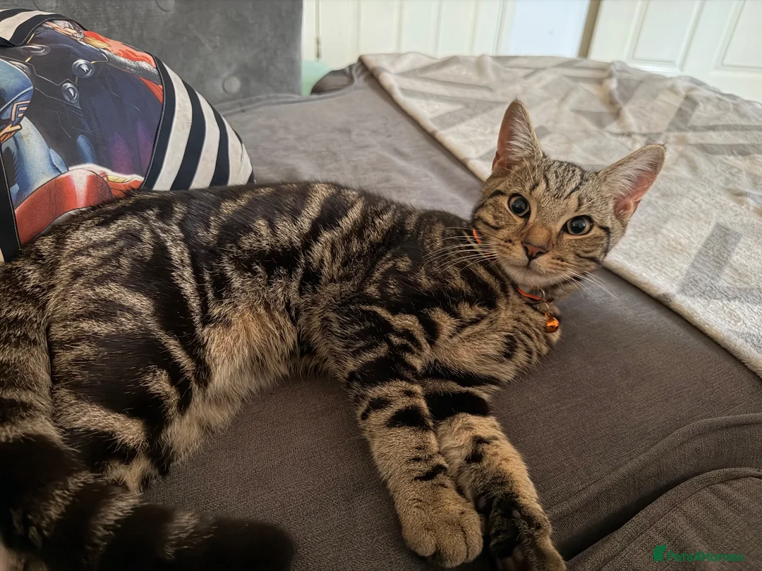 American Shorthair cats for sale: Boy cat  - Advert 4