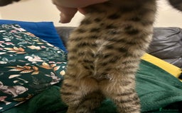 Bengal cats for sale: Bengal x Tabby Kittens  - Image 2