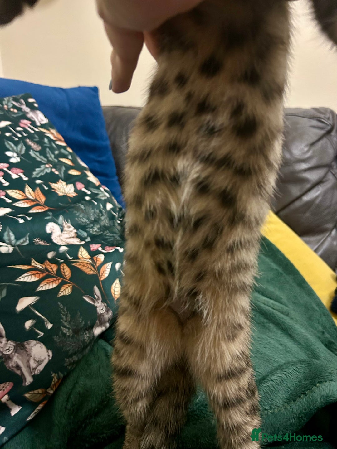 Bengal cats for sale: Bengal x Tabby Kittens  - Image 2