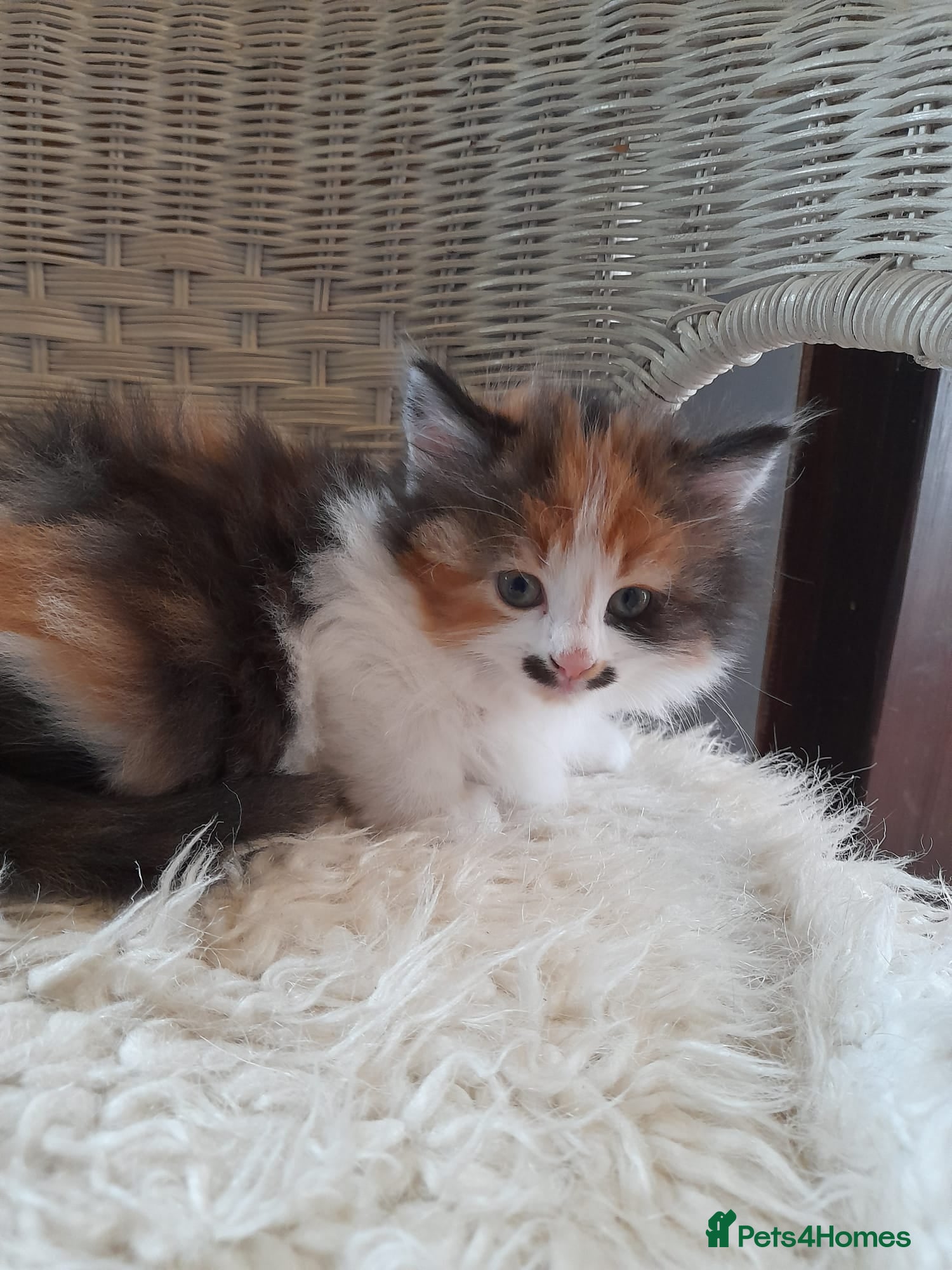 Mixed Breed cats Tortoiseshell longhair girl - Advert 1