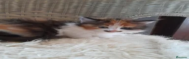 Mixed Breed Kitten 1