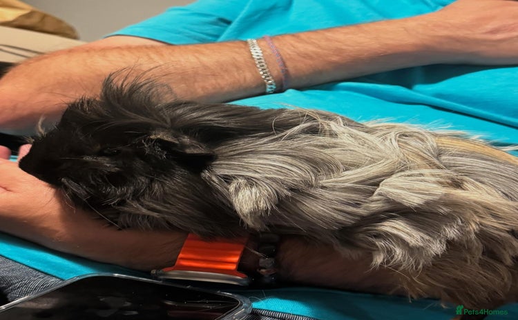 Guinea Pig rodents Pip and squeak  - Advert 2