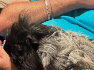 Guinea Pig rodents Pip and squeak - Advert 1