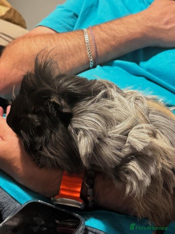 Guinea Pig rodents Pip and squeak - Advert 1