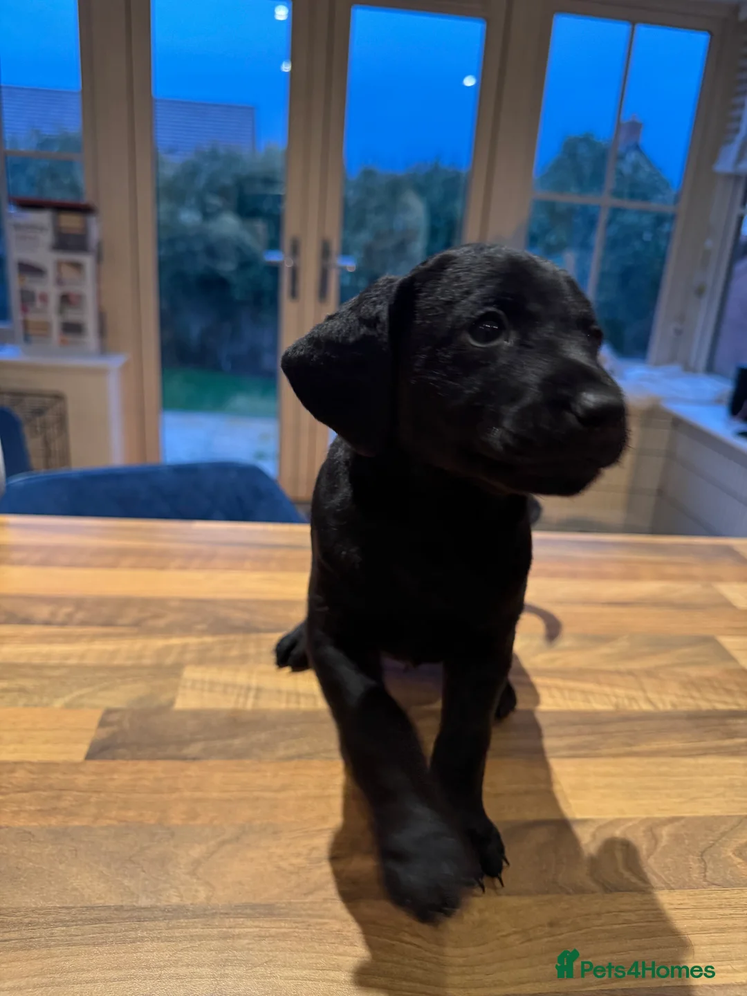 Mixed Breed dogs for sale: CockerDoodleDoo in Market Harborough - Advert 5