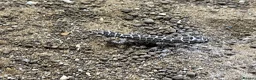 Gecko reptiles for sale: Viper geckos  in Stowmarket - Advert 4