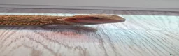 Bearded Dragon reptiles for sale: BEARDED DRAGON - Advert 4