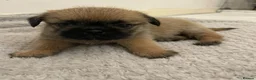 Shih Tzu dogs for sale: 8 beautiful shih-tzu pups  - Advert 12