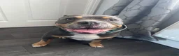 Old Tyme Bulldog dogs for sale: Old tyme bulldogge in Seaham - Advert 2