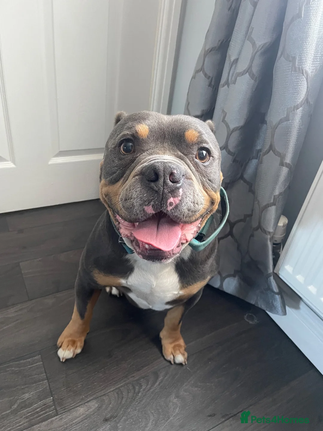 Old Tyme Bulldog dogs for sale: Old tyme bulldogge in Seaham - Advert 2