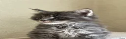 Maine Coon cats for sale: Maine Coon boy  - Advert 4