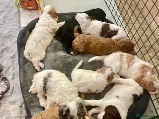 Cockapoo dogs Last few!! Cockapoos -stunning colours & markings! - Advert 10