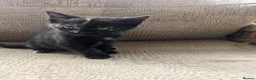 Mixed Breed cats for sale: Home reared kittens - Advert 3