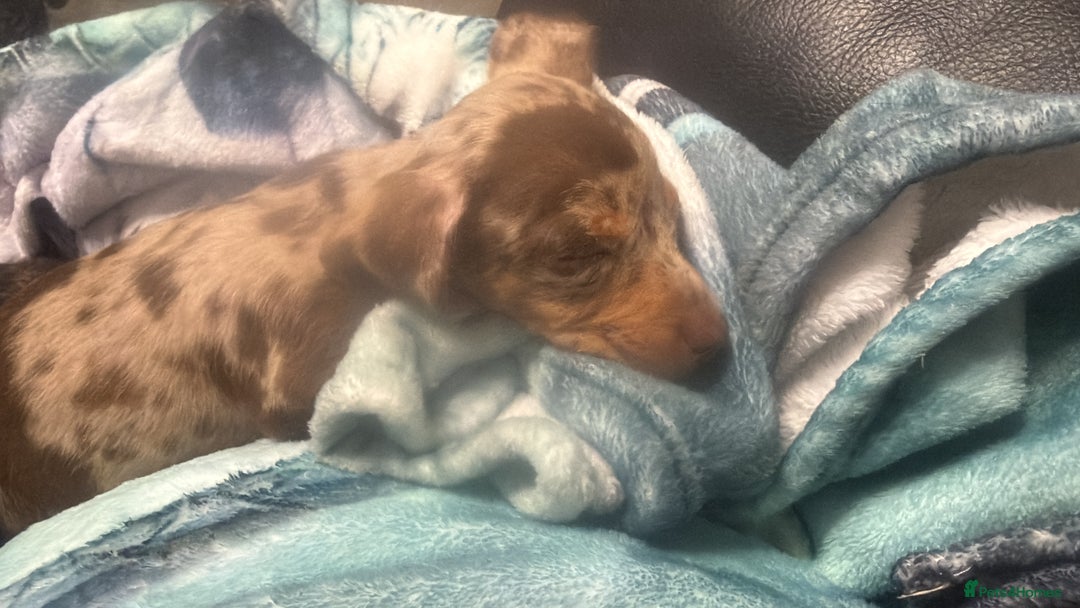 Dachshund dogs for sale: Puppy dachshunds  - Image 8